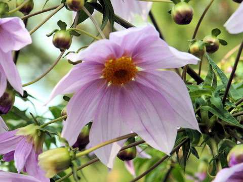 Dahlia imperialis