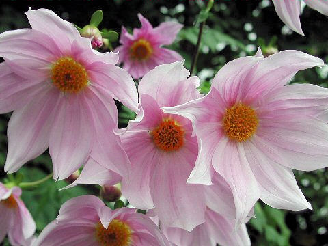 Dahlia imperialis