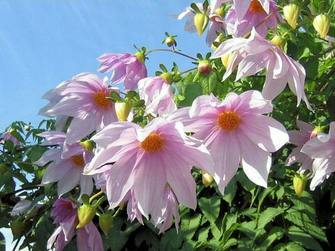 Dahlia imperialis