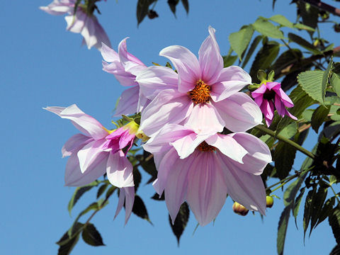 Dahlia imperialis