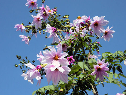 Dahlia imperialis