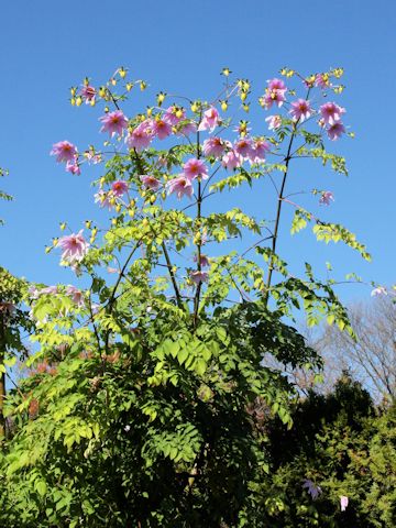 Dahlia imperialis