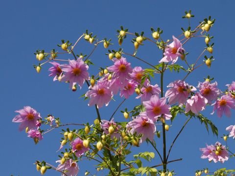 Dahlia imperialis