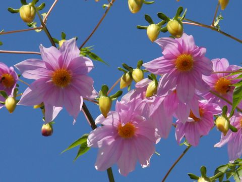 Dahlia imperialis