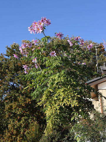 Dahlia imperialis