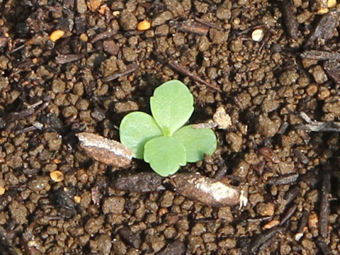 Kalanchoe x crenatodaigremontianum