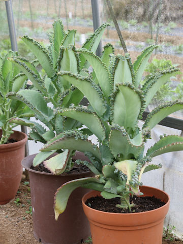 Kalanchoe x crenatodaigremontianum