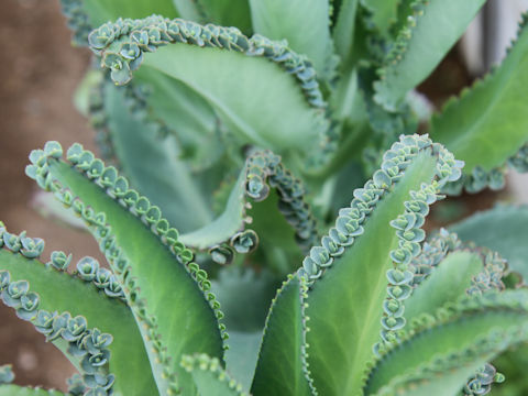 Kalanchoe x crenatodaigremontianum