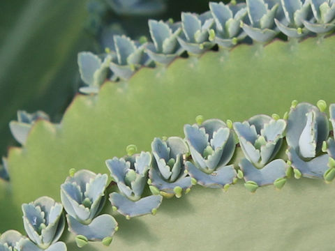 Kalanchoe x crenatodaigremontianum