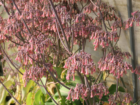 Kalanchoe x crenatodaigremontianum