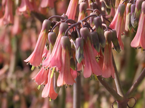 Kalanchoe x crenatodaigremontianum