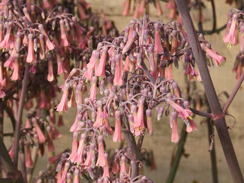 Kalanchoe x crenatodaigremontianum