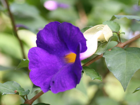 Thunbergia erecta