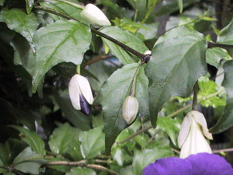 Thunbergia erecta