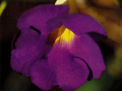 Thunbergia erecta