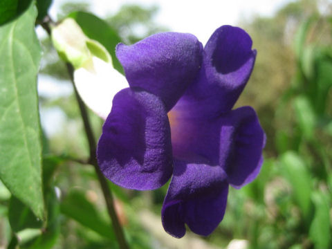 Thunbergia erecta