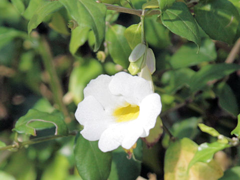 Thunbergia erecta cv. Alba