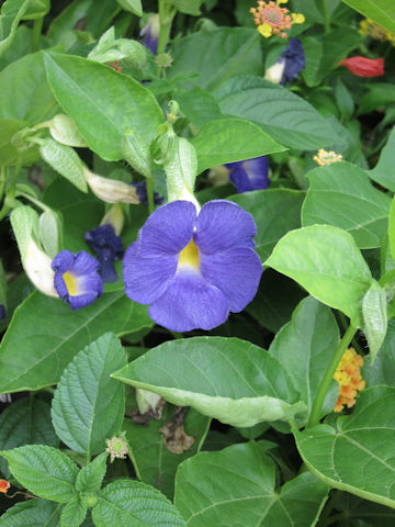 Thunbergia erecta