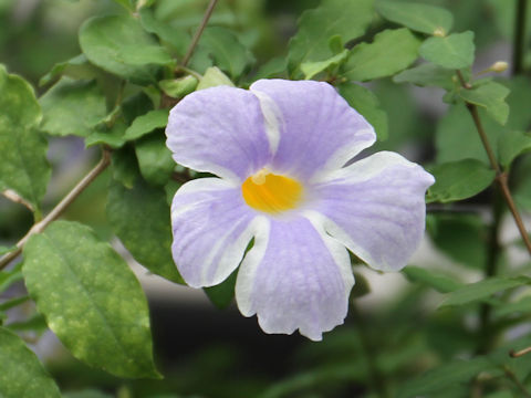 Thunbergia erecta cv. Fairy Moon