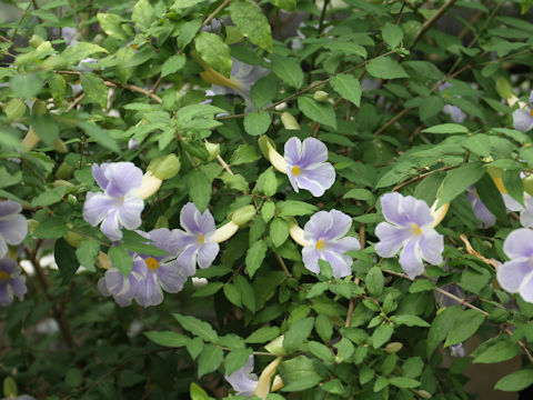 Thunbergia erecta cv. Fairy Moon