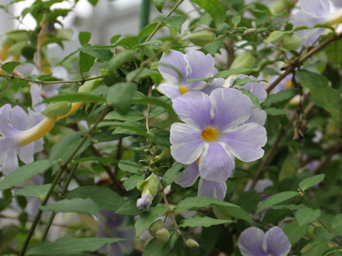 Thunbergia erecta cv. Fairy Moon