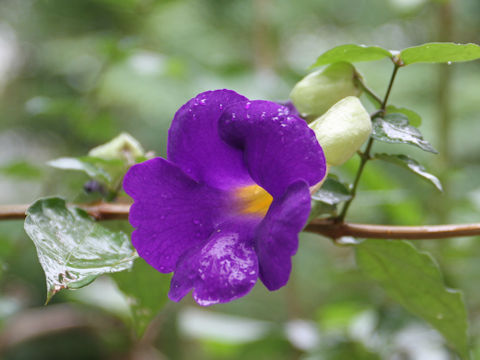 Thunbergia erecta