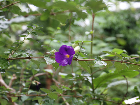 Thunbergia erecta cv. Alba