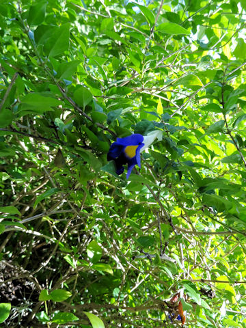 Thunbergia erecta