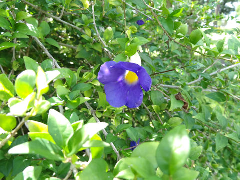 Thunbergia erecta