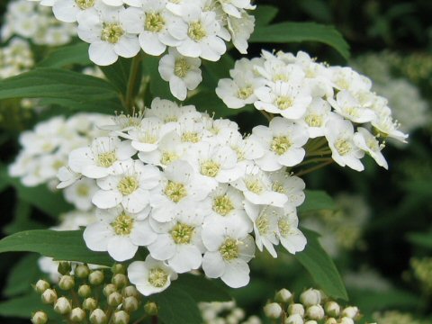 Spiraea cantoniensis