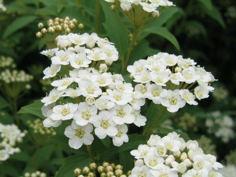 Spiraea cantoniensis