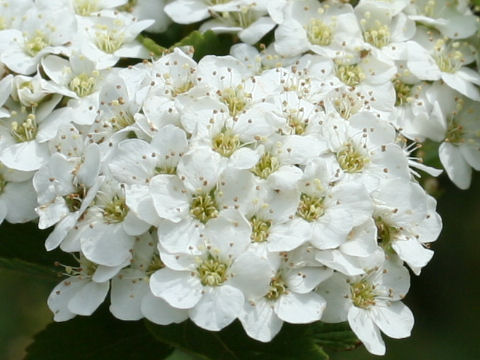 Spiraea cantoniensis