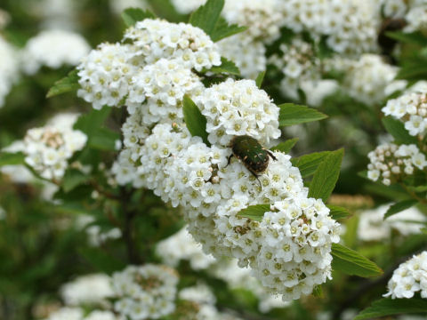 Spiraea cantoniensis