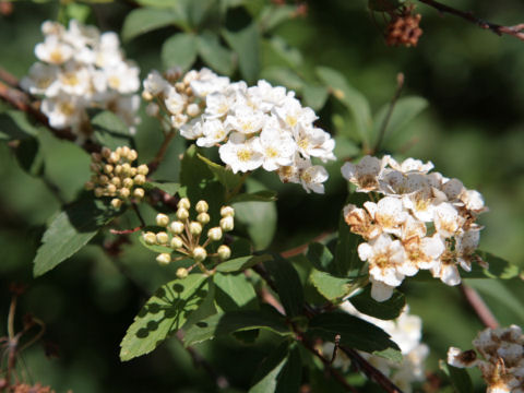 Spiraea cantoniensis