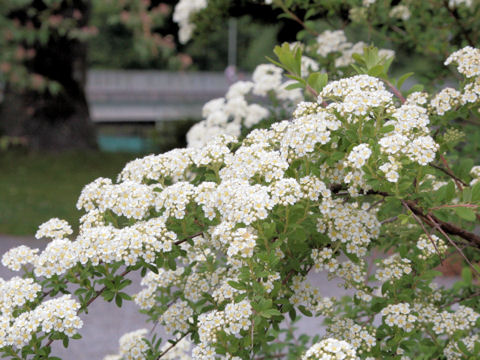 Spiraea cantoniensis