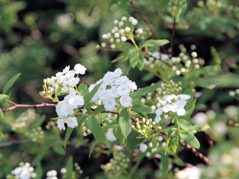 Spiraea cantoniensis