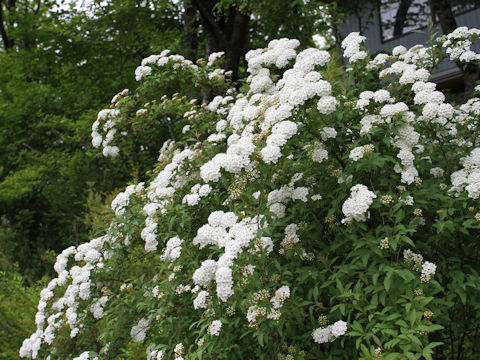 Spiraea cantoniensis