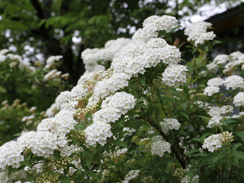 Spiraea cantoniensis