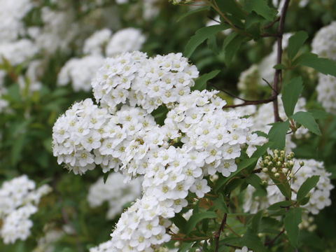 Spiraea cantoniensis