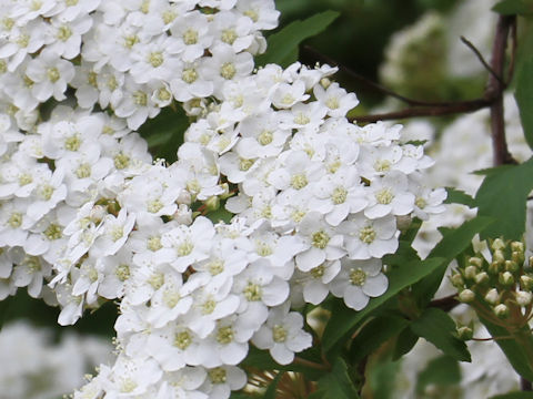 Spiraea cantoniensis