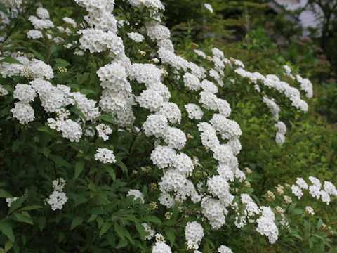 Spiraea cantoniensis