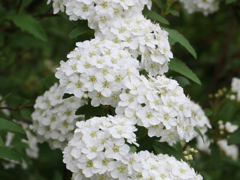 Spiraea cantoniensis