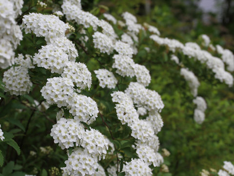 Spiraea cantoniensis