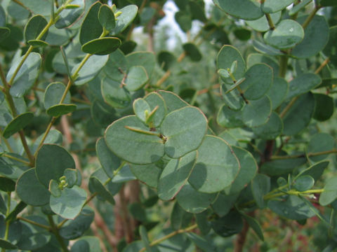 Eucalyptus pulverulenta