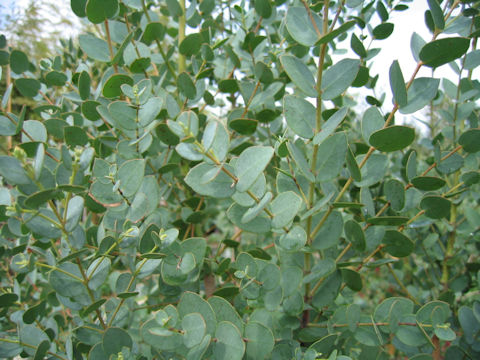 Eucalyptus pulverulenta