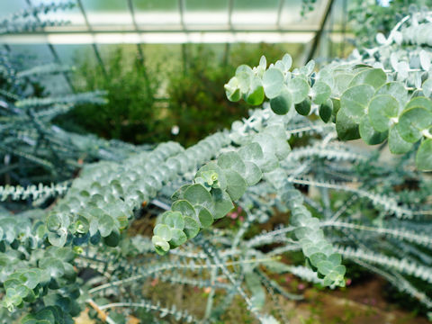 Eucalyptus pulverulenta