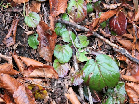 Rubus pectinellus