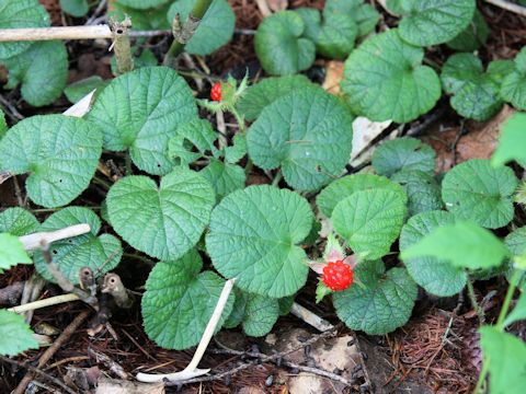 Rubus pectinellus