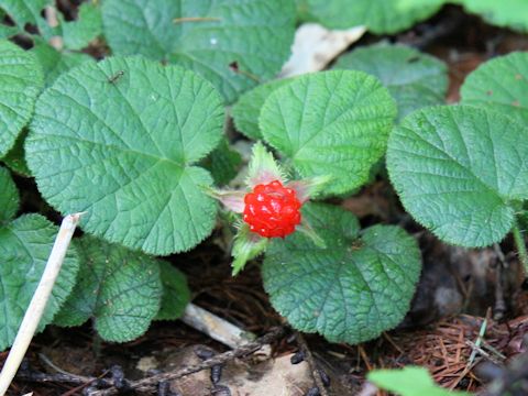 Rubus pectinellus