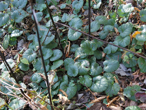 Rubus pectinellus